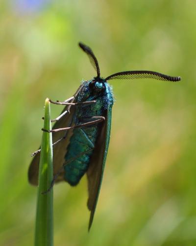 Adscita sp.